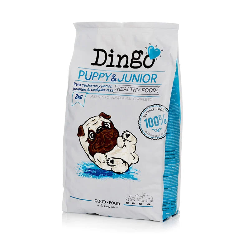 Dingo Welpe Junior